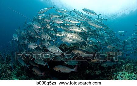 Stock Photograph - Shoal of silvery jacks.. Fotosearch