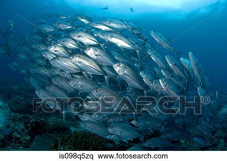 Shoal of silvery jacks. View Large Photo Image Stock Photography - Shoal of silvery jacks.. Fotosearch