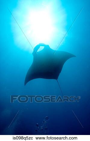 Silhouette of manta ray. View Large Photo Image Stock Image - Silhouette of manta ray.. Fotosearch