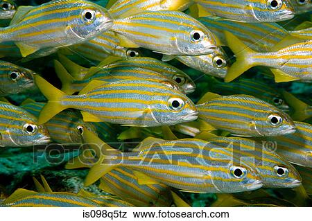 Small mouth grunt in school. View Large Photo Image Stock Photo - Small mouth grunt in school.. Fotosearch