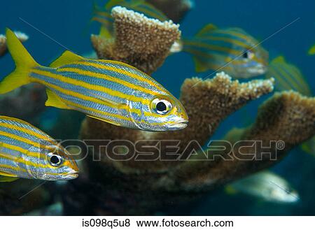 Stock Photo - Smallmouth grunts by coral.. Fotosearch