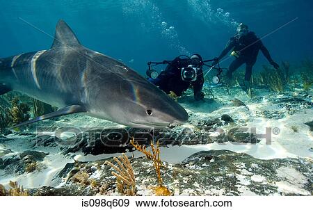 Sneaky look from tiger shark. View Large Photo Image Stock Photo - Sneaky look from tiger shark.. Fotosearch