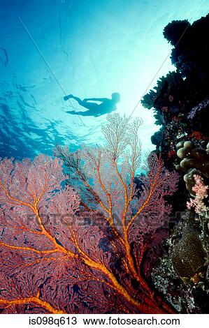 Snorkeler silhouette. View Large Photo Image Stock Image - Snorkeler silhouette.. Fotosearch