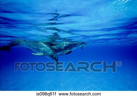 Stock Image - Snorkeler with dolphin.. Fotosearch