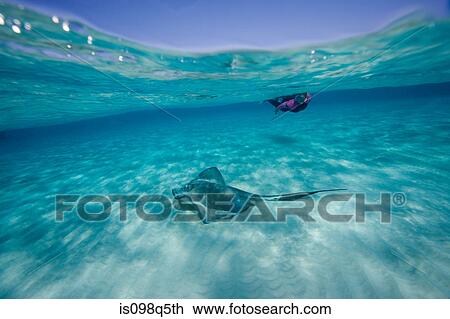 Snorkeler with stingray. View Large Photo Image Stock Image - Snorkeler with stingray.. Fotosearch