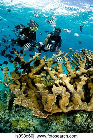 Snorkelers and elkhorn coral. View Large Photo Image Stock Image - Snorkelers and elkhorn coral.. Fotosearch