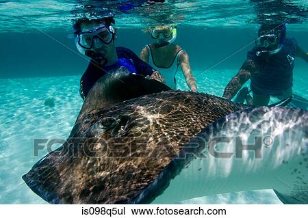 Snorkelers with stingray. View Large Photo Image Stock Image - Snorkelers with stingray.. Fotosearch