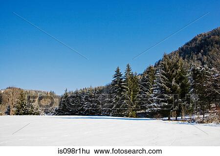 Snow and fir trees in flachau View Large Photo Image Stock Photograph - Snow and fir trees in flachau. Fotosearch
