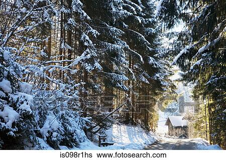 Snow covered fir trees leading to a cabin in flachau, View Large Photo Image Stock Photograph - Snow covered fir trees leading to a cabin in flachau,. Fotosearch