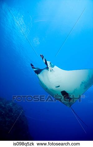 Soaring Manta ray. View Large Photo Image Stock Image - Soaring Manta ray.. Fotosearch