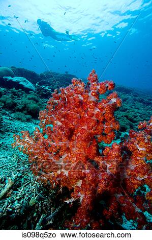 Soft corals and diver. View Large Photo Image Picture - Soft corals and diver.. Fotosearch