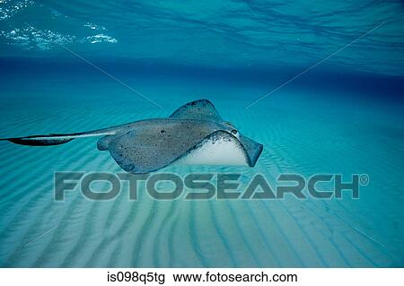 Southern stingray in motion. View Large Photo Image Stock Image - Southern stingray in motion.. Fotosearch