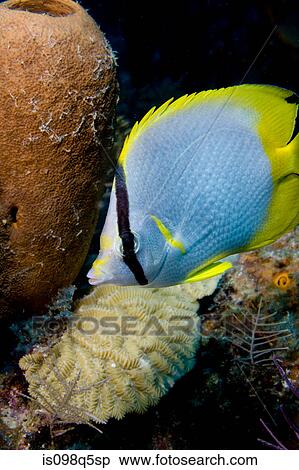 Spot fin butterfly fish on reef. View Large Photo Image Stock Photography - Spot fin butterfly fish on reef.. Fotosearch