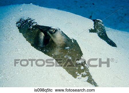 Stingray in sand. View Large Photo Image Stock Image - Stingray in sand.. Fotosearch