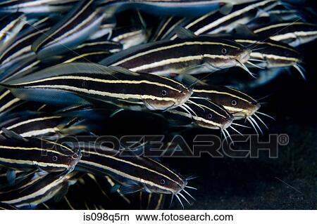 Striped catfish in school. View Large Photo Image Picture - Striped catfish in school.. Fotosearch