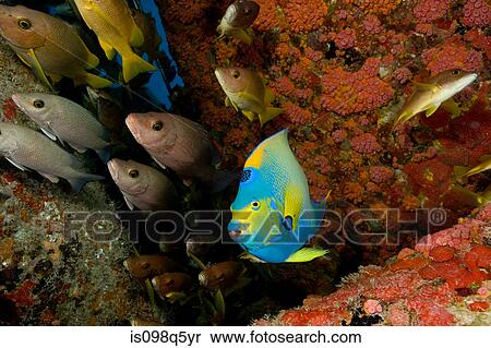 Stock Photography - Structure attracts marine life.. Fotosearch