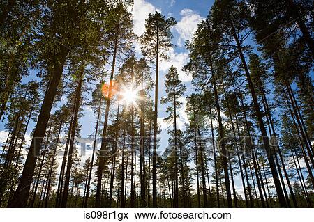 Sunlight through pine trees in lapland View Large Photo Image Stock Photo - Sunlight through pine trees in lapland. Fotosearch