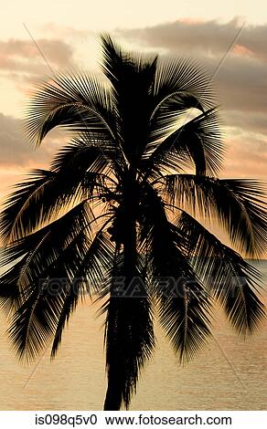Sunrise in Tahiti. View Large Photo Image Stock Image - Sunrise in Tahiti.. Fotosearch