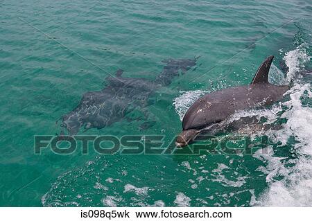 Swimming dolphin. View Large Photo Image Stock Image - Swimming dolphin.. Fotosearch