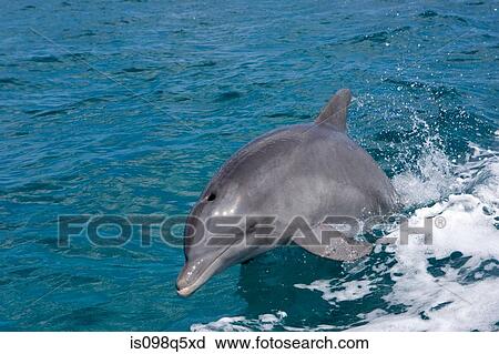 Swimming dolphin. View Large Photo Image Stock Image - Swimming dolphin.. Fotosearch