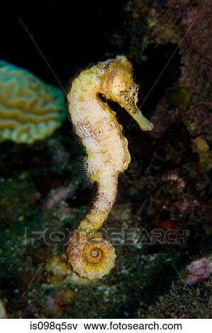 Stock Photo - Swimming seahorse.. Fotosearch