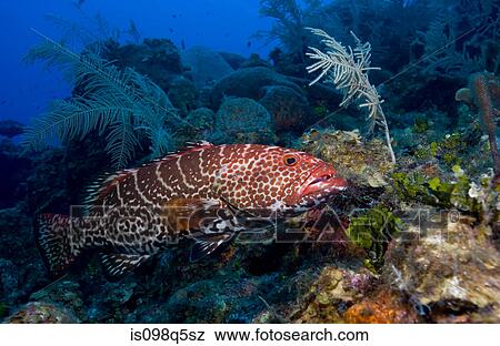 Stock Photo - Tiger grouper on coral reef.. Fotosearch