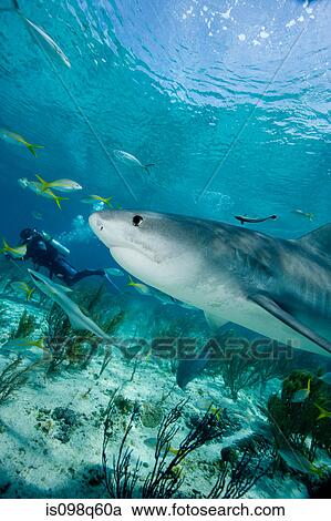 Tiger shark in the wild. View Large Photo Image Stock Image - Tiger shark in the wild.. Fotosearch