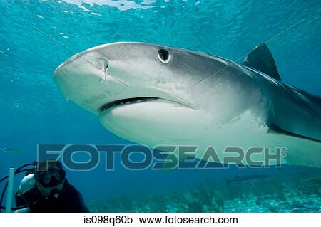 Tiger shark in the wild. View Large Photo Image Stock Image - Tiger shark in the wild.. Fotosearch