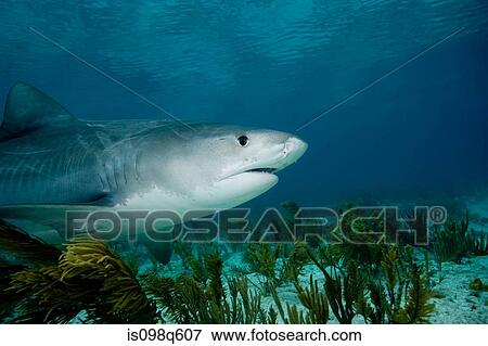 Tiger shark. View Large Photo Image Stock Photo - Tiger shark.. Fotosearch