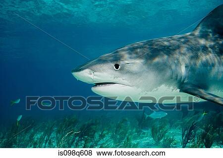 Tiger shark. View Large Photo Image Stock Photo - Tiger shark.. Fotosearch