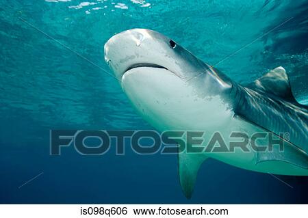 Tiger shark. View Large Photo Image Stock Photograph - Tiger shark.. Fotosearch