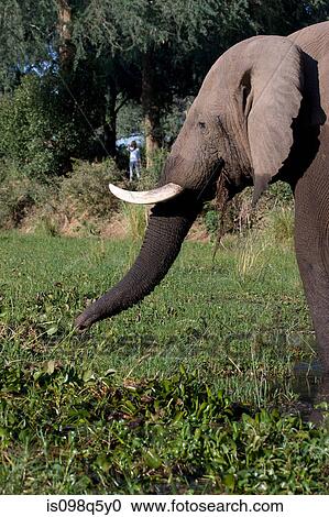 Tourist observes elephant. View Large Photo Image Stock Image - Tourist observes elephant.. Fotosearch