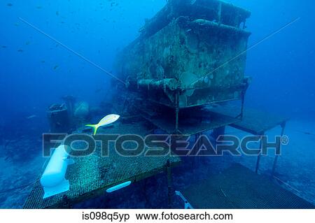 Underwater habitat. View Large Photo Image Stock Photography - Underwater habitat.. Fotosearch