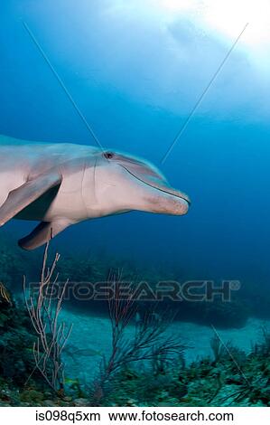 Underwater image of dolphin. View Large Photo Image Picture - Underwater image of dolphin.. Fotosearch