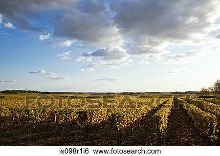 Stock Photograph - Vineyard in the loire valley. Fotosearch