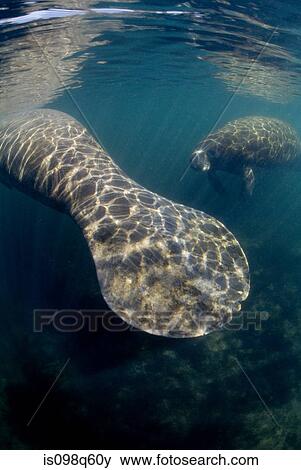 West Indian manatees. View Large Photo Image Stock Photo - West Indian manatees.. Fotosearch