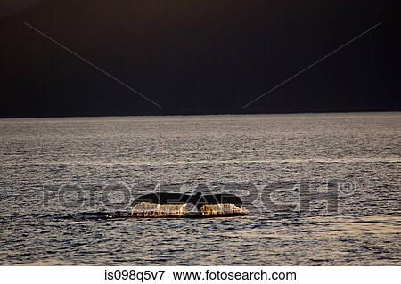 Whale tail. View Large Photo Image Stock Photo - Whale tail.. Fotosearch