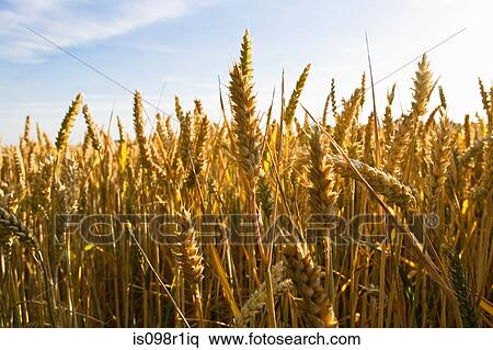 Wheat field View Large Photo Image Stock Photography - Wheat field. Fotosearch
