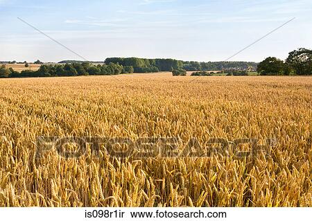Stock Photography - Wheat field. Fotosearch