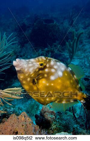 Whitespotted filefish. View Large Photo Image Stock Image - Whitespotted filefish.. Fotosearch