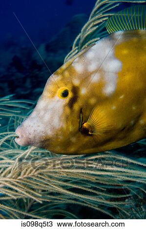 Whitespotted filefish. View Large Photo Image Stock Image - Whitespotted filefish.. Fotosearch