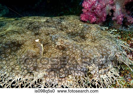 Wobbegong on ocean floor. View Large Photo Image Stock Image - Wobbegong on ocean floor.. Fotosearch
