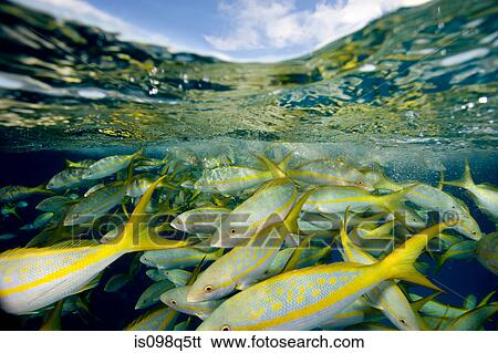 Stock Photograph - Yellowtail snapper.. Fotosearch