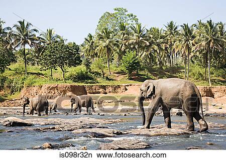 Elephants walking through watering hole View Large Photo Image Picture - Elephants walking through watering hole. Fotosearch