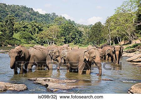 Herd of elephants in watering hole View Large Photo Image Stock Image - Herd of elephants in watering hole. Fotosearch