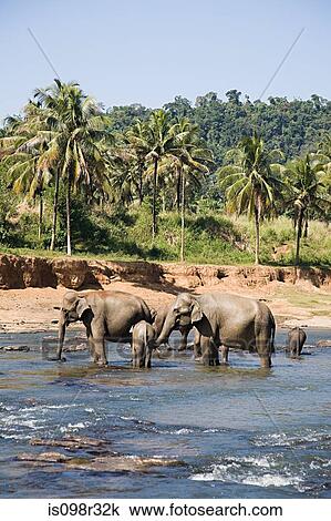 Herd of elephants in watering hole View Large Photo Image Stock Image - Herd of elephants in watering hole. Fotosearch