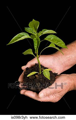 Person holding tree sapling View Large Photo Image Stock Image - Person holding tree sapling. Fotosearch