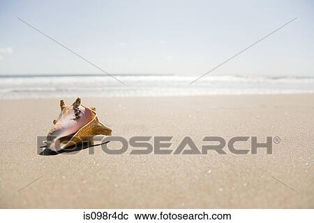 Stock Image - Seashell on a beach. Fotosearch
