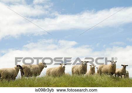 Sheep standing in grassy field View Large Photo Image Stock Image - Sheep standing in grassy field. Fotosearch