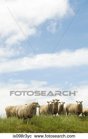Stock Image - Sheep standing in grassy field. Fotosearch